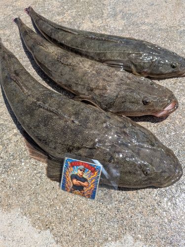 マゴチの釣果