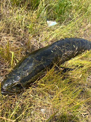 静岡県で釣れたライギョの釣り・釣果情報 - アングラーズ | 釣果600万