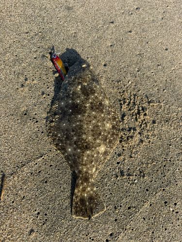 ソゲの釣果