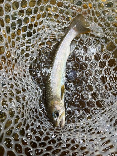 イワナの釣果