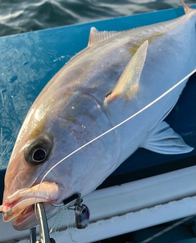 カンパチの釣果