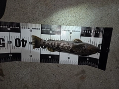 アイナメの釣果