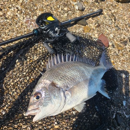 チヌの釣果