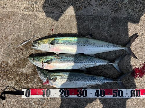サワラの釣果
