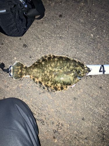 クロガシラガレイの釣果