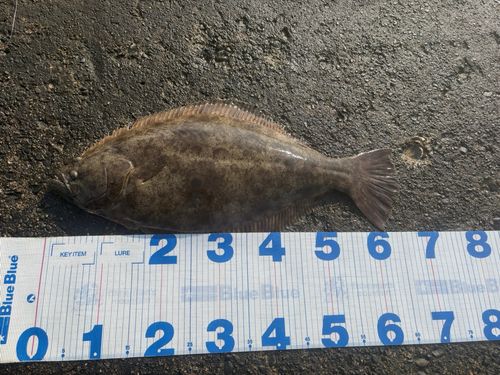 ヒラメの釣果