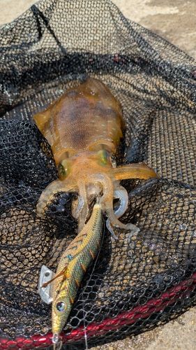 アオリイカの釣果
