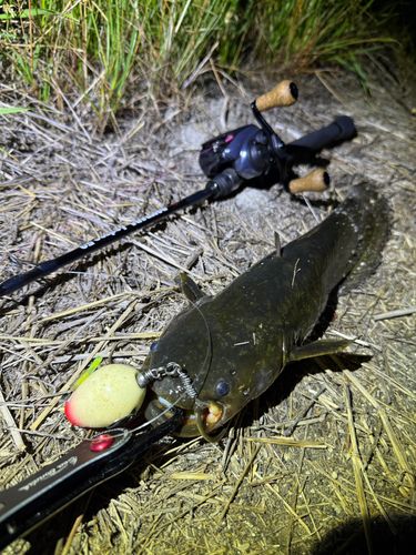 ナマズの釣果