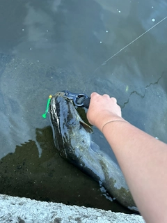 ナマズの釣果