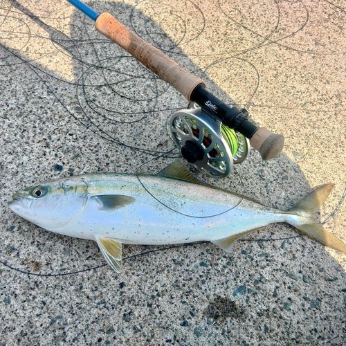 イナダの釣果