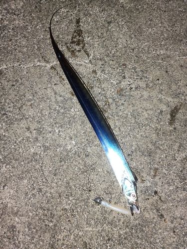 タチウオの釣果