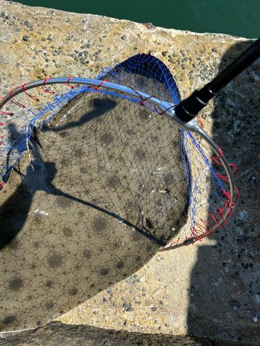 ツバクロエイの釣果