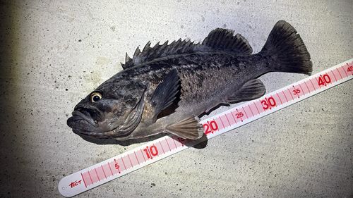 クロソイの釣果