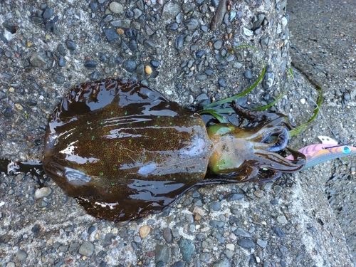アオリイカの釣果