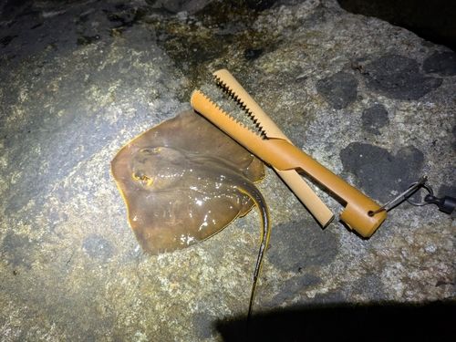 アカエイの釣果