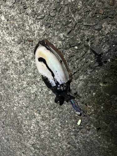 コウイカの釣果