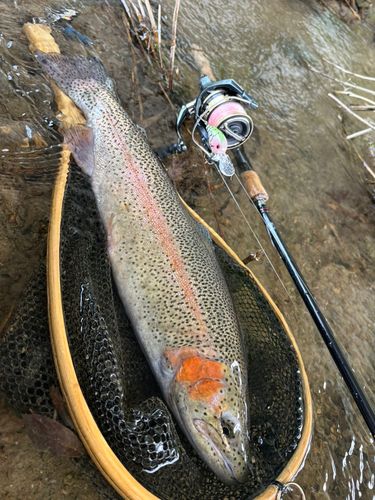 レインボートラウトの釣果