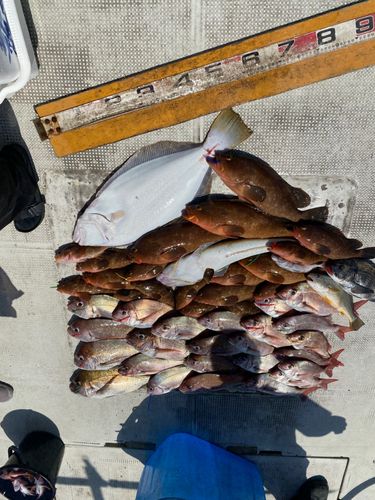 タイの釣果