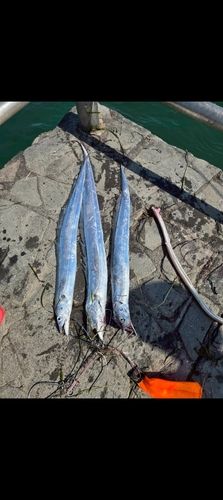 タチウオの釣果
