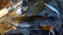 アイナメの釣果