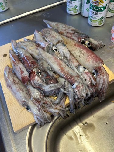 ヤリイカの釣果