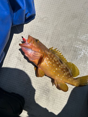 アコウの釣果