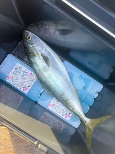 イナダの釣果