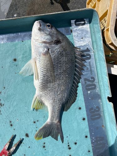釣果