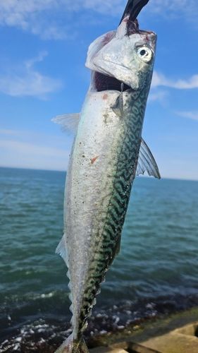 サバの釣果