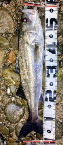 フッコ（マルスズキ）の釣果