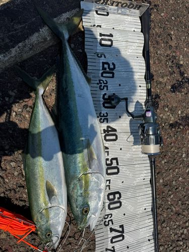 ワラサの釣果