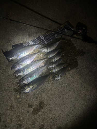 アジの釣果