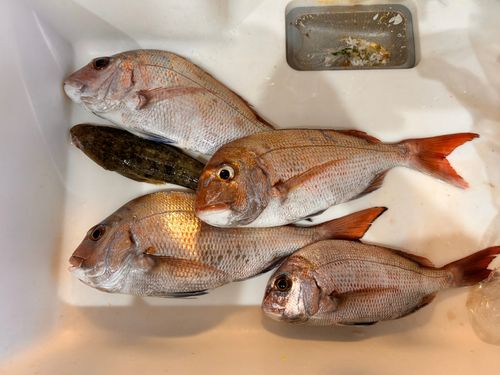マダイの釣果