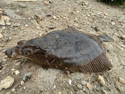 マガレイの釣果