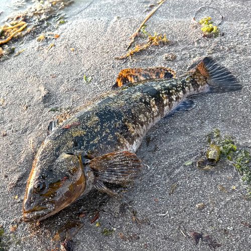 アイナメの釣果