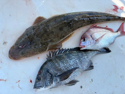 マゴチの釣果