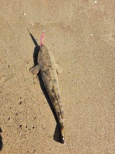マゴチの釣果