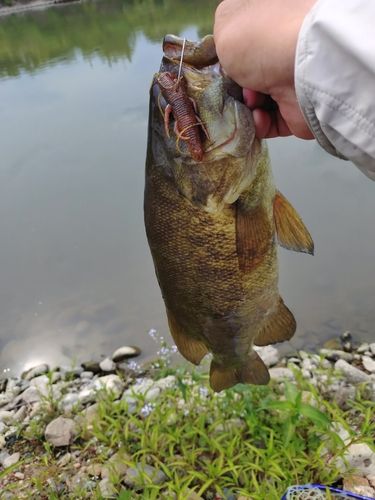スモールマウスバスの釣果