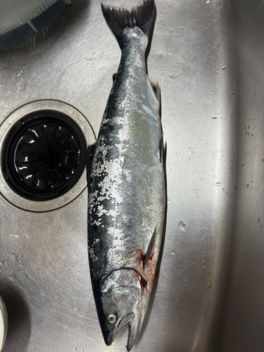 サクラマスの釣果