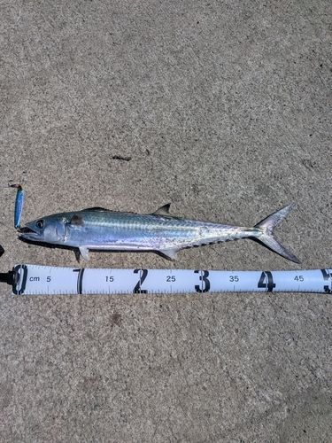 サゴシの釣果
