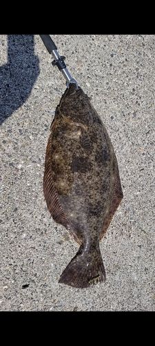 ヒラメの釣果