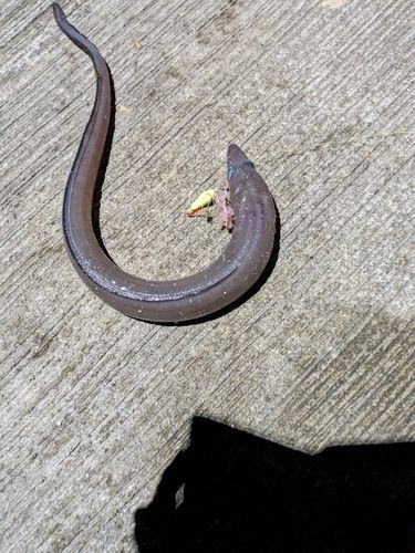 クロアナゴの釣果
