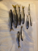 アユの釣果