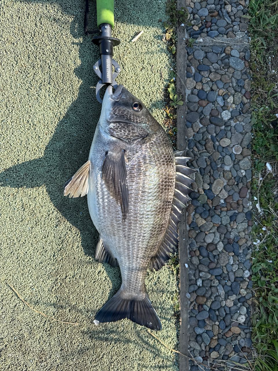 SHIMANO 18ワールドシャウラ 2750FF-2の最安値・インプレ・釣果 | 本音