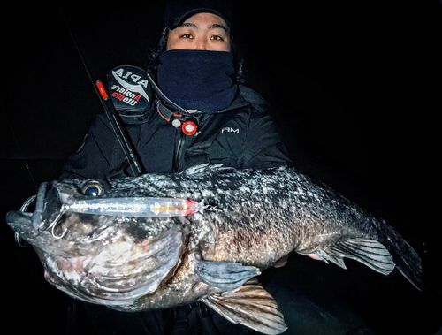 クロソイの釣果