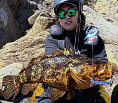 ベッコウゾイの釣果