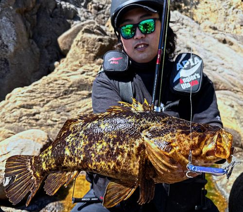 ベッコウゾイの釣果