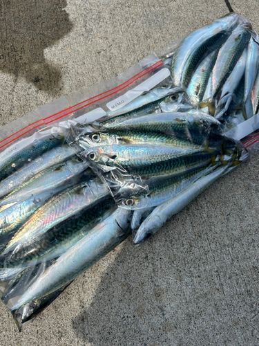 サバの釣果