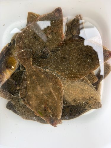 カレイの釣果