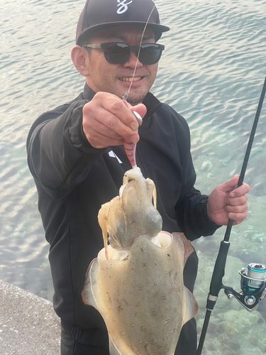 モンゴウイカの釣果